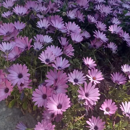 Apartment Two-bedroom With Sea View A1 Trogir